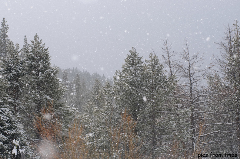 fresh snow falling in the trees2010d07c078.jpg